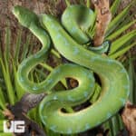 Sorong Green Tree Pythons (Morelia viridis) For Sale - Underground Reptiles