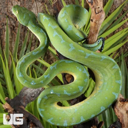 Sorong Green Tree Pythons (Morelia viridis) For Sale - Underground Reptiles