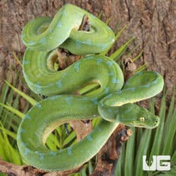 Sorong Green Tree Pythons (Morelia viridis) For Sale - Underground Reptiles