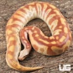 Albino Blood Python (Python curtus) For Sale - Underground Reptiles