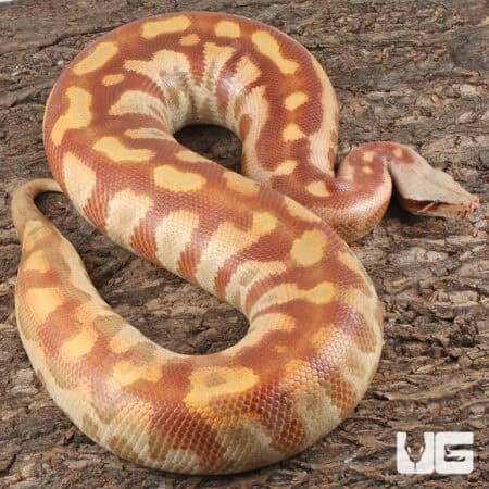 Albino Blood Python (Python curtus) For Sale - Underground Reptiles
