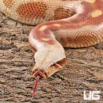 Albino Blood Python (Python curtus) For Sale - Underground Reptiles