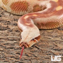 Albino Blood Python (Python curtus) For Sale - Underground Reptiles