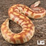 Albino Blood Python (Python curtus) For Sale - Underground Reptiles