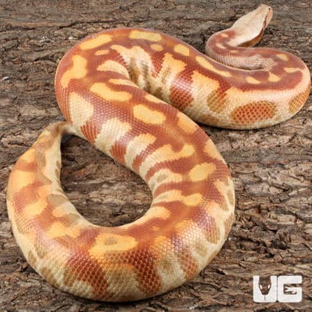 Albino Blood Python (Python curtus) For Sale - Underground Reptiles