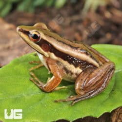 Asian Greenback Frogs For Sale - Underground Reptiles