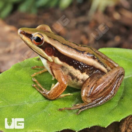 Asian Greenback Frogs For Sale - Underground Reptiles