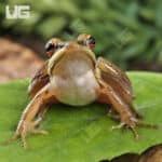 Asian Greenback Frogs For Sale - Underground Reptiles