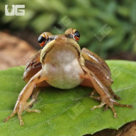 Asian Greenback Frogs For Sale - Underground Reptiles