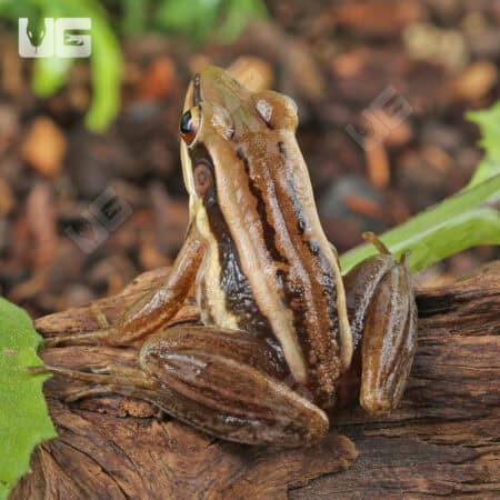 Asian Greenback Frogs For Sale - Underground Reptiles