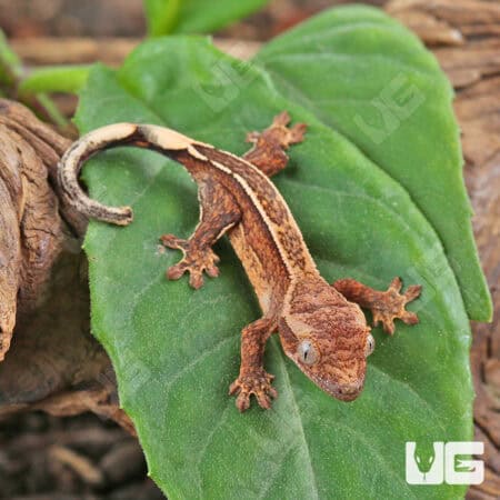 Baby Empty Back Crested Geckos For Sale - Underground Reptiles