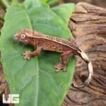 Baby Empty Back Crested Geckos For Sale - Underground Reptiles