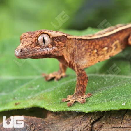 Baby Empty Back Crested Geckos For Sale - Underground Reptiles