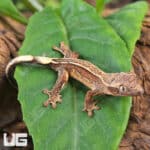 Baby Empty Back Crested Geckos For Sale - Underground Reptiles