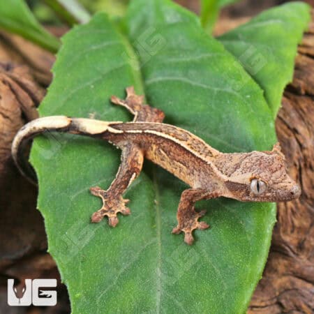 Baby Empty Back Crested Geckos For Sale - Underground Reptiles