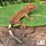 Baby Phantom Crested Geckos For Sale - Underground Reptiles