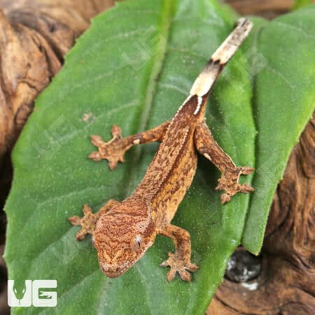 Baby Phantom Crested Geckos For Sale - Underground Reptiles
