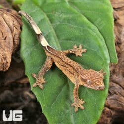 Baby Phantom Crested Geckos For Sale - Underground Reptiles