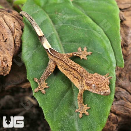 Baby Phantom Crested Geckos For Sale - Underground Reptiles