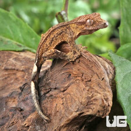 Baby Phantom Crested Geckos For Sale - Underground Reptiles