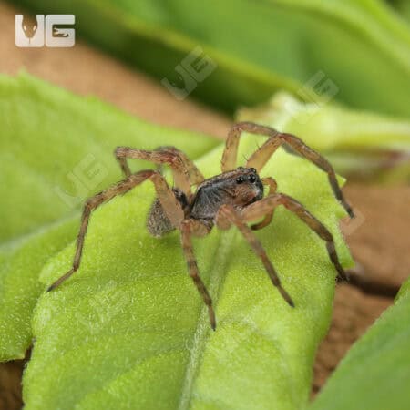 Baby Pine Giant Wolf Spider (Hogna SP. Pine Giant) For Sale - Underground Reptiles