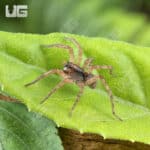 Baby Pine Giant Wolf Spider (Hogna SP. Pine Giant) For Sale - Underground Reptiles
