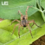 Baby Pine Giant Wolf Spider (Hogna SP. Pine Giant) For Sale - Underground Reptiles