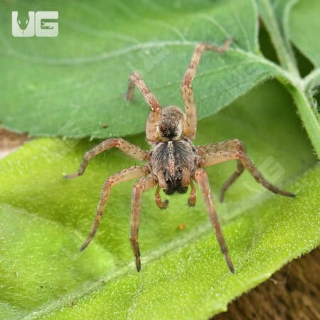 Baby Pine Giant Wolf Spider (Hogna SP. Pine Giant) For Sale - Underground Reptiles