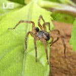 Baby Pine Giant Wolf Spider (Hogna SP. Pine Giant) For Sale - Underground Reptiles