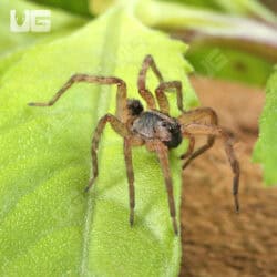 Baby Pine Giant Wolf Spider (Hogna SP. Pine Giant) For Sale - Underground Reptiles
