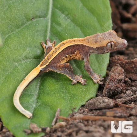 Baby Super Stripe Pinstripe Crested Geckos For Sale - Underground Reptiles