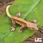 Baby Super Stripe Pinstripe Crested Geckos For Sale - Underground Reptiles