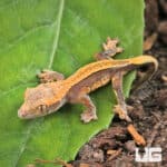 Baby Super Stripe Pinstripe Crested Geckos For Sale - Underground Reptiles
