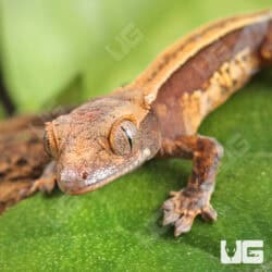Baby Super Stripe Pinstripe Crested Geckos For Sale - Underground Reptiles