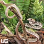Silver Phase Asian Vine Snakes For Sale - Underground Reptiles
