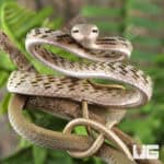 Silver Phase Asian Vine Snakes For Sale - Underground Reptiles
