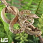 Silver Phase Asian Vine Snakes For Sale - Underground Reptiles