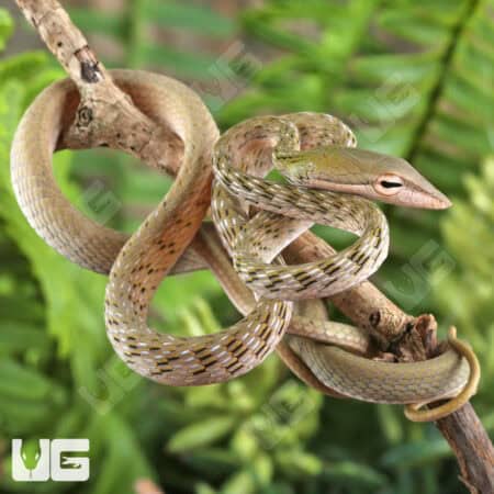 Silver Phase Asian Vine Snakes For Sale - Underground Reptiles