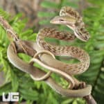 Silver Phase Asian Vine Snakes For Sale - Underground Reptiles