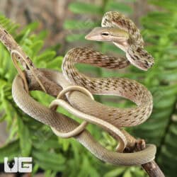 Silver Phase Asian Vine Snakes For Sale - Underground Reptiles