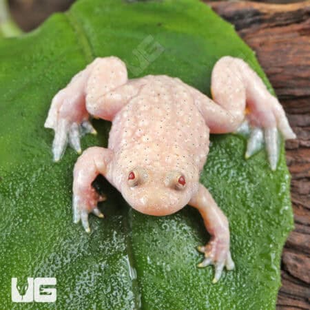 Firebelly Toads For Sale - Underground Reptiles