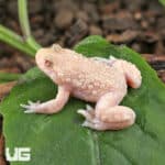 Firebelly Toads For Sale - Underground Reptiles