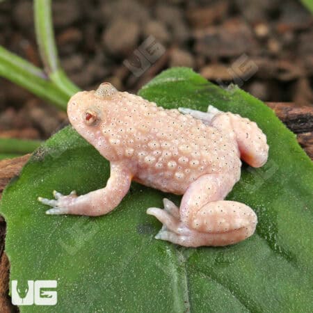 Firebelly Toads For Sale - Underground Reptiles