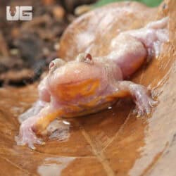 Firebelly Toads For Sale - Underground Reptiles