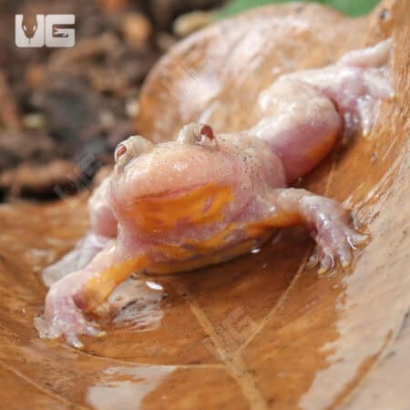 Firebelly Toads For Sale - Underground Reptiles