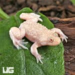 Firebelly Toads For Sale - Underground Reptiles