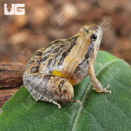 Beautiful Narrow-Mouthed Frog (Microhyla pulchra) For Sale - Underground Reptiles