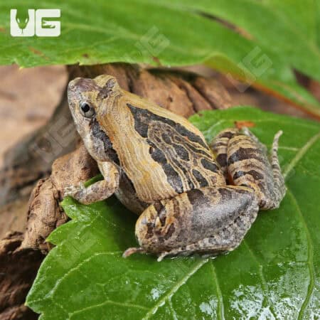 Beautiful Narrow-Mouthed Frog (Microhyla pulchra) For Sale - Underground Reptiles