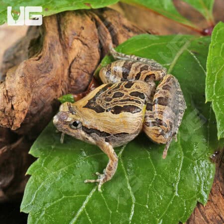 Beautiful Narrow-Mouthed Frog (Microhyla pulchra) For Sale - Underground Reptiles
