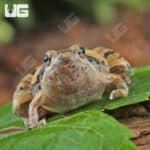 Beautiful Narrow-Mouthed Frog (Microhyla pulchra) For Sale - Underground Reptiles